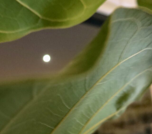 Moon through ficus leaves by Mayda Rumberg